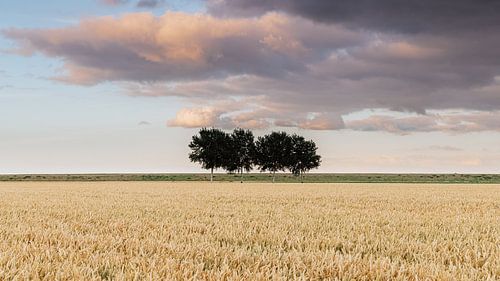 Summer evening in the Johannes Kerkhoven polder