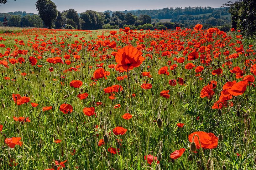 Poppy Field by Kurt Krause