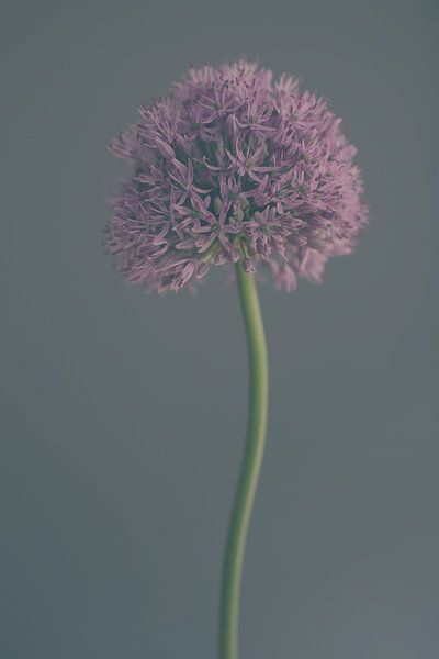 Frosted Allium van Carla Van Iersel