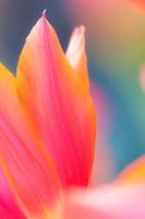 Abstract photo of tulip leaves in full colors