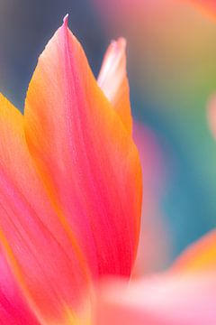 Photo abstraite de feuilles de tulipes en couleurs sur Bas Meelker