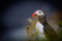 Puffin