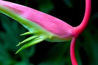 Pink 1