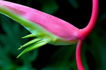 Pink 1 by Colors of the Jungle by Simon Kuyvenhoven