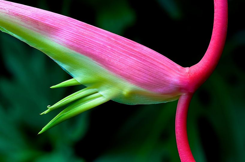 Pink 1 by Colors of the Jungle by Simon Kuyvenhoven