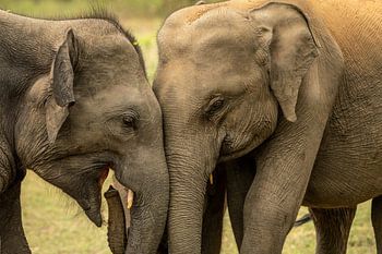 Des éléphants indiens avec leurs petits dans le parc national de Yala au Sri Lanka