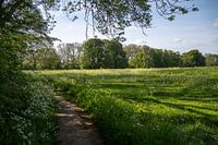 On the green field