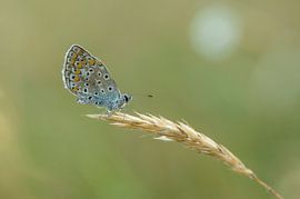Icarusblauwtje zit op een strohalm in het ochtendlicht