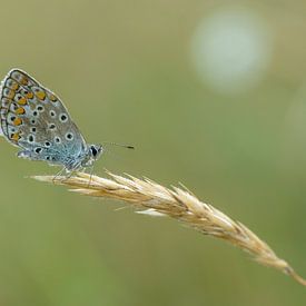 Icare bleu assis sur une paille dans la lumière du matin sur Natuurels