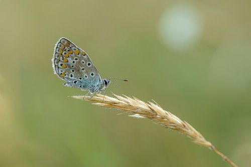 Icarus blue sits on a straw in the morning light