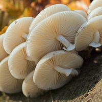 Herfst