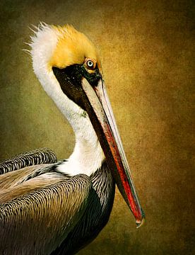 Portrait Of A Pelican by Diana van Tankeren