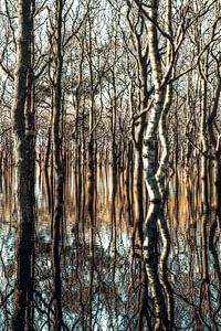 Reflet d'arbre reflétant les arbres dans l'eau