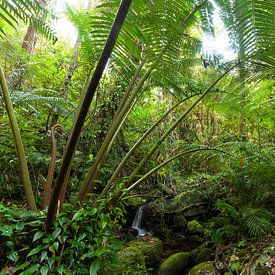 The imposing royal fern Angiopteris evecta in Australia. by Jiri Viehmann