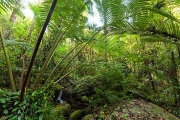 The imposing royal fern Angiopteris evecta in Australia.