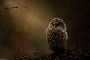 Jeune chouette hulotte dans la lumière du soir