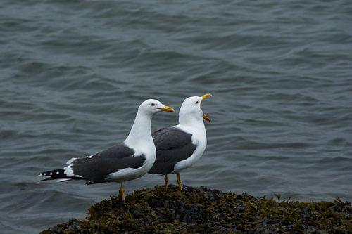 Couple de goélands le long de la jetée de l'estuaire de la Meuse.