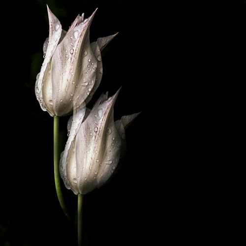 witte tulpen