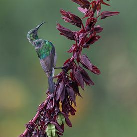 La danse du meunier malachite (diptyque) sur Lex van Doorn