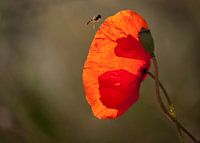 Poppy 2