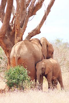 Moeder Olifant met kind von Cinthia Mulders