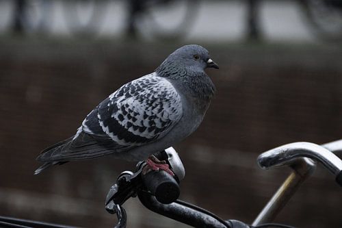 The Dove
