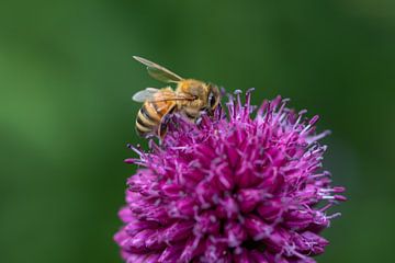 Une abeille occupée sur Jolanda de Jong-Jansen