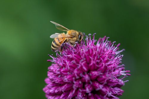 Une abeille occupée