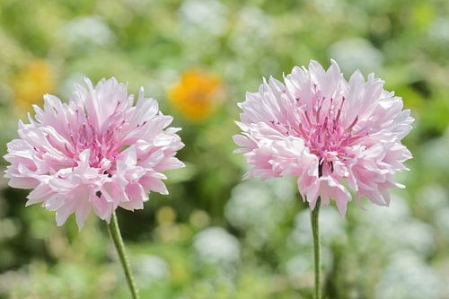 Roze korenbloemen naast elkaar in het zonlicht