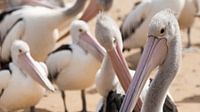 Pelicanen wachtend op voer, Philip Island von Chris van Kan Miniaturansicht