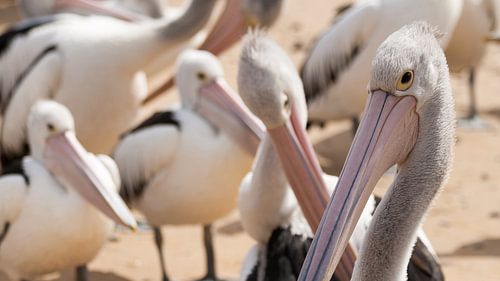 Pelicanen wachtend op voer, Philip Island by Chris van Kan