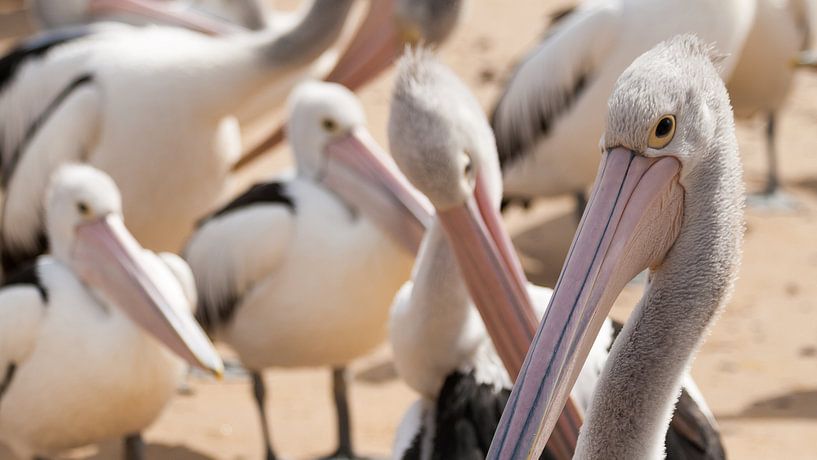 Pelicanen wachtend op voer, Philip Island von Chris van Kan