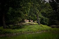 Over the hill
