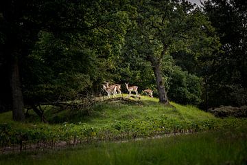 Over the hill by Christophe .