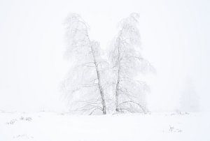 Trees in the snow von Gonnie van de Schans