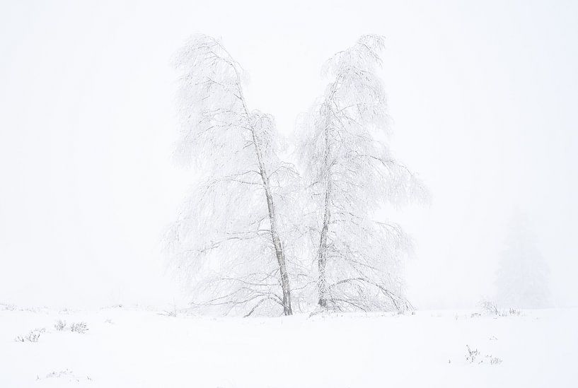 Trees in the snow von Gonnie van de Schans