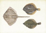 Plattfische in der Nordsee von Jasper de Ruiter Miniaturansicht