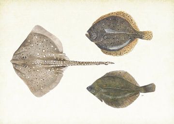 Flatfish in the North Sea by Jasper de Ruiter