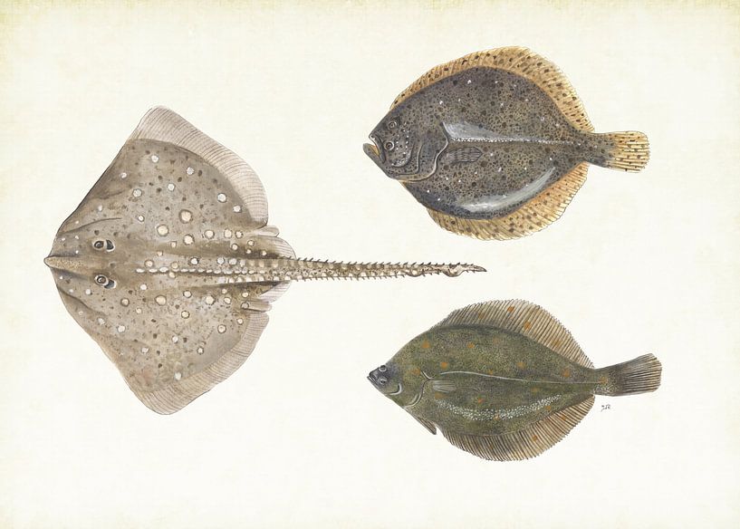 Plattfische in der Nordsee von Jasper de Ruiter