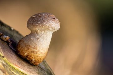 Why is there a mushroom in the forest? by Christian Feldhaar