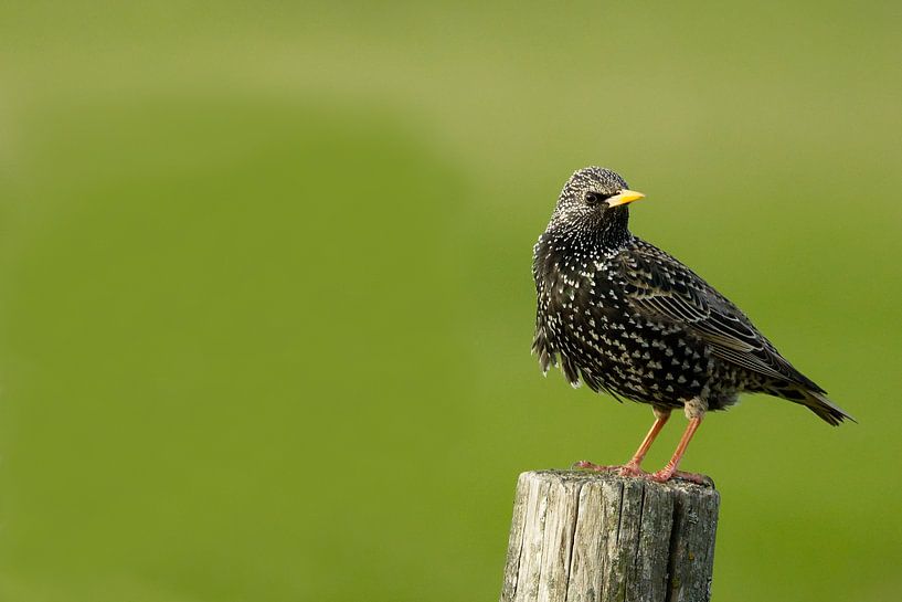 Starling von bientje76