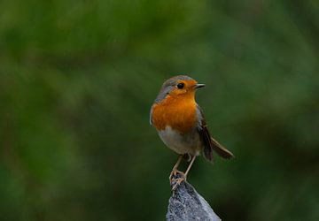 Red chest forward! by Leon Brouwer