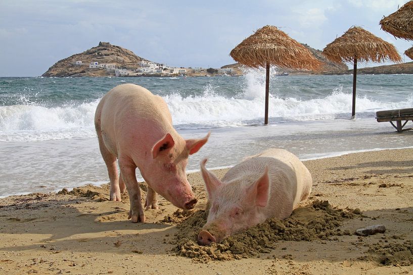 Varkens ontspannen op het strand in Mykonos van Lensw0rld