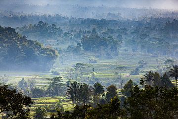 Balinese rijstvelden in de mist van YvePhotography