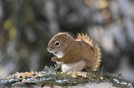 A red squirrel in winter by Claude Laprise thumbnail