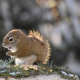 A red squirrel in winter by Claude Laprise
