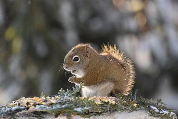 A red squirrel in winter by Claude Laprise