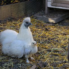 Mutterhenne mit Küken von Suzanne Ho-Sam-Sooi