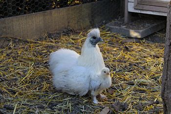 Mutterhenne mit Küken