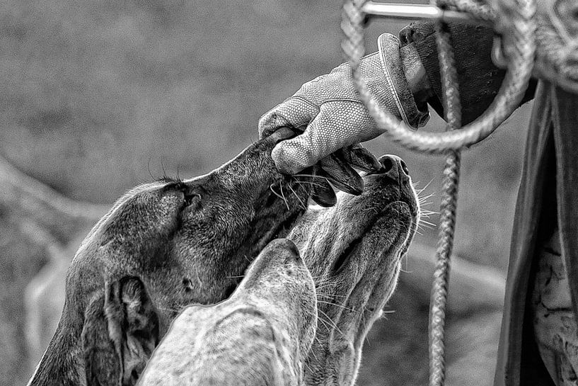 Foxhounds noses van Wybrich Warns